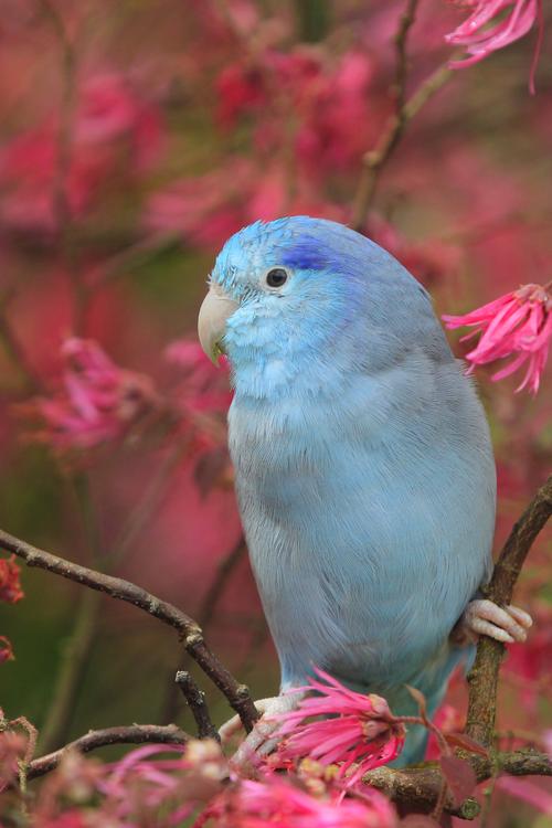 乖巧的蓝太平洋鹦鹉