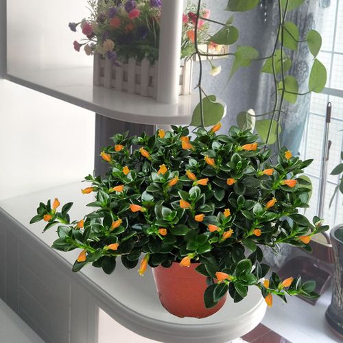 金鱼花吊兰植物室内净化空气金鱼草盆栽绿植四季开花常青好养花卉