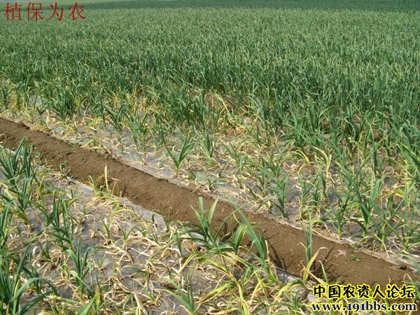大蒜白腐病症状组图