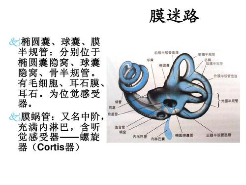 所有分类 医药卫生 耳的应用解剖与生理ppt 耳朵真的挺复杂的 膜迷路