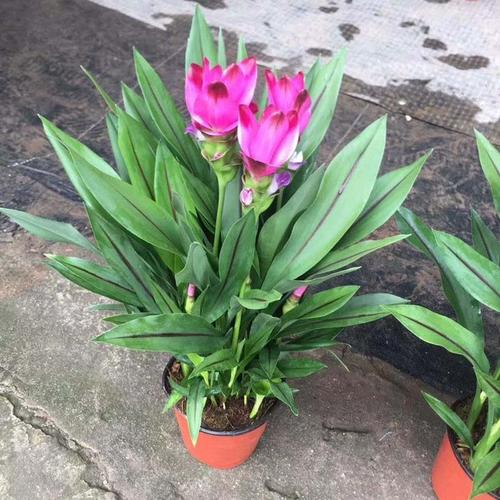 姜荷花开花植物花圃花园高档养护花苗易养护窗台花卉