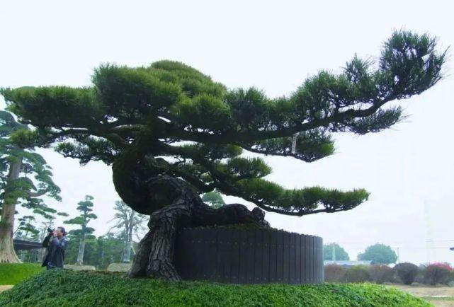 成交!这棵罗汉松是怎么做到的?