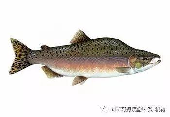 粉鲑  