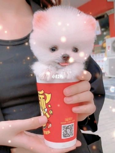 可爱的茶杯犬_茶杯犬_宠物_狗_晒狗