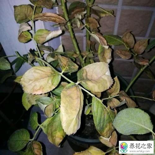 月季磷酸二氢钾肥伤怎么办