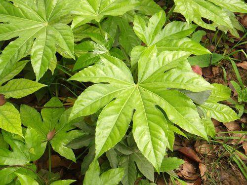 八爪金盘怎么养?八角金盘的养殖方法和注意.