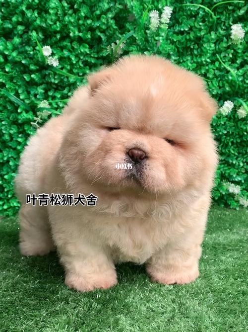 奶油色松狮女孩97_宠物_宠物_狗_晒狗