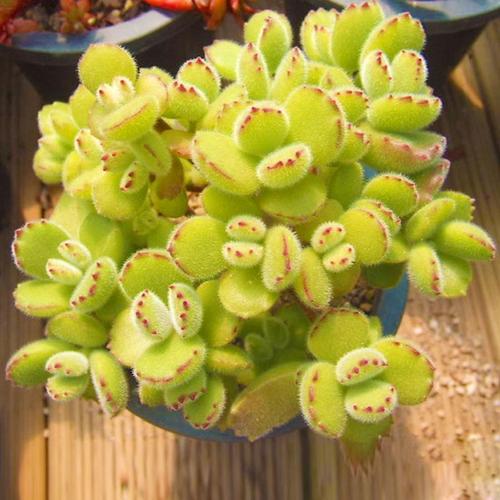 熊童子老桩群生多头多肉植物盆栽毛茸茸兔耳绿熊白熊