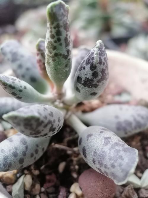 肉泡泡家的多肉水泡(一)