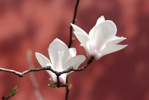 颐和园·玉兰花