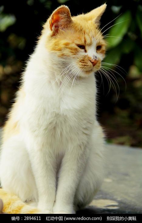 孤独站立的小猫