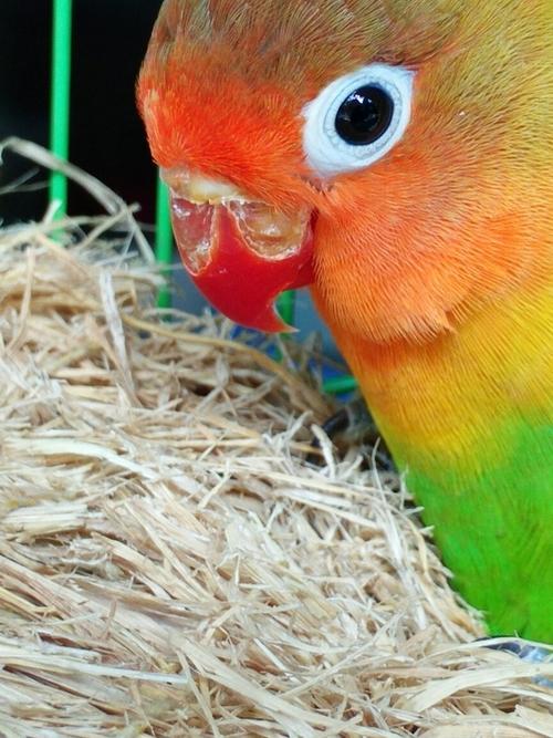 求各位大神们救救我家牡丹鹦鹉