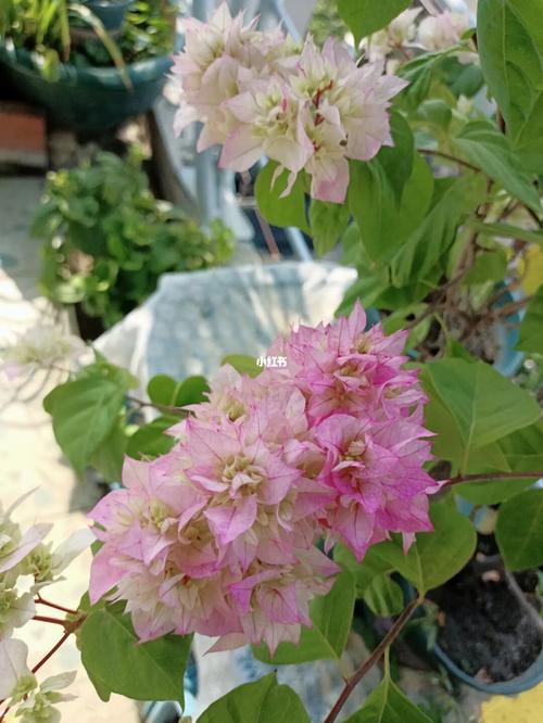 三角梅怡景_三角梅_日记_秘密花园_园艺_我的花花草草成长日记_家居