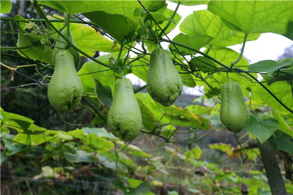 沐川阳雀村:种上佛手瓜 村民收入顶呱呱