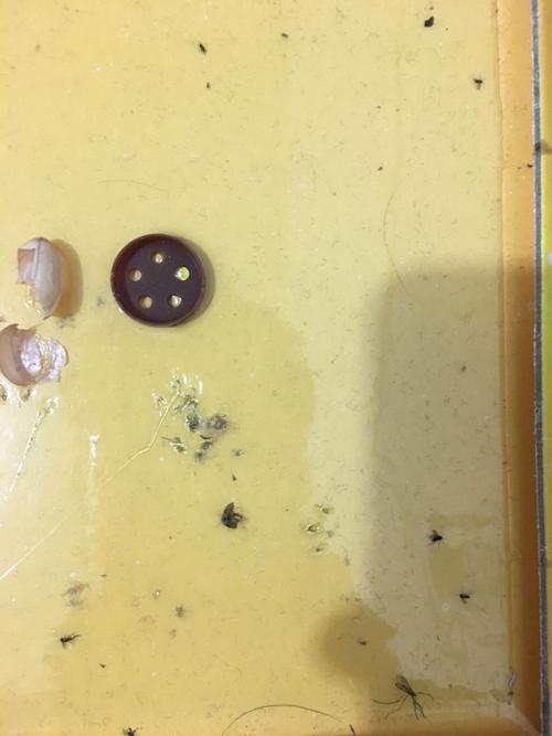 粘老鼠板,上面放花生,有个东西晚上4点多会出来把它吃掉,留下的爪子印
