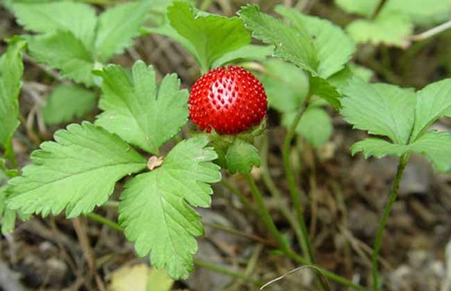 生活小常识:蛇莓的功效与作用