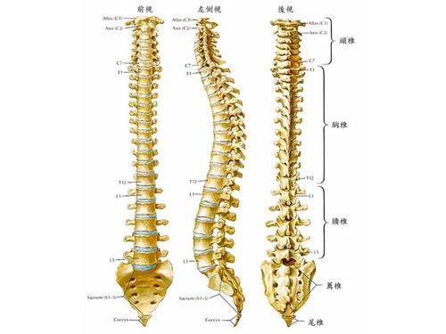 脊椎骨