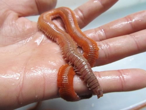 活沙蚕 青虫 海蚯蚓 海蜈蚣 海蚂蝗 鲈鱼 海钓鱼饵料活饵顺丰包邮