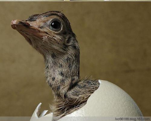 非常难得的各种动物出壳照片