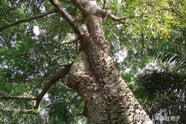 沙盒树到底有多恐怖?果实爆炸相当于中型炸弹,毒液可致人类失明