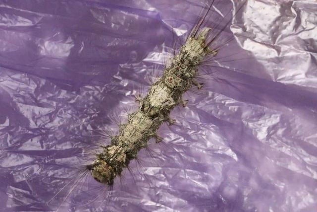 林木害虫识别图鉴与防治口诀:枫毒蛾