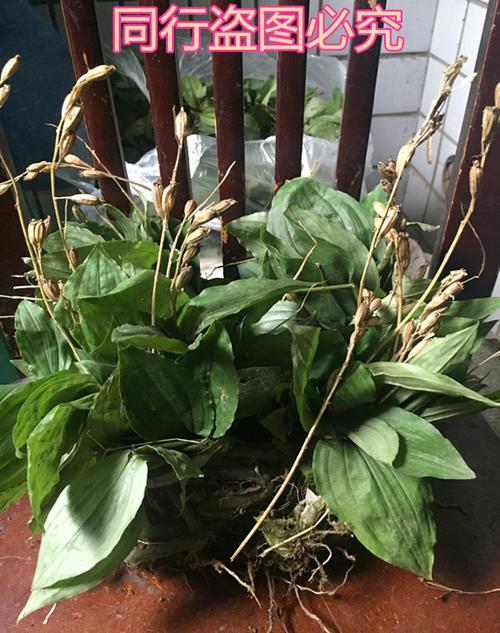 贵州中药材野生见血清见血莲 血稠 降③高 可搭配三角