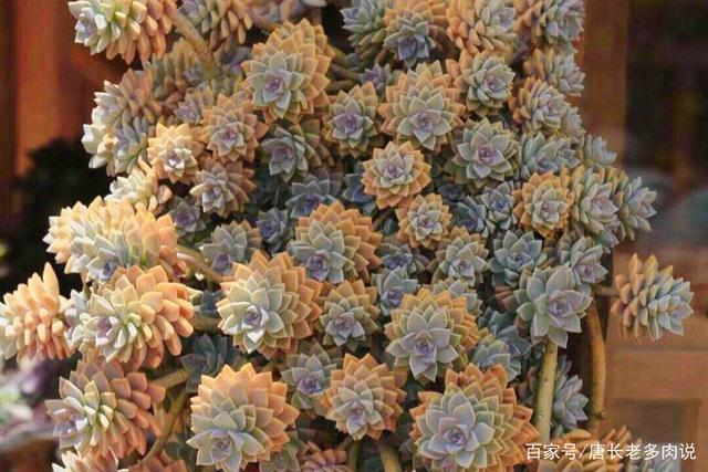 知道什么时候给多肉淡雪换盆吗?在恰当的时间换盆可让