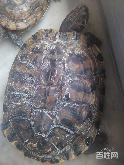 巴西龟,5斤,300元