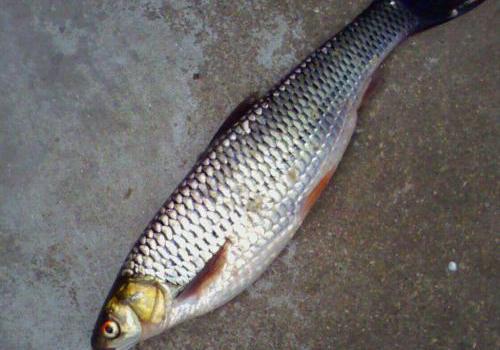 鲮鱼的营养价值及功效 鲮鱼有什么营养价值