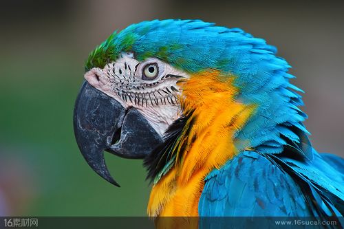 蓝色鹦鹉头部特写高清图片