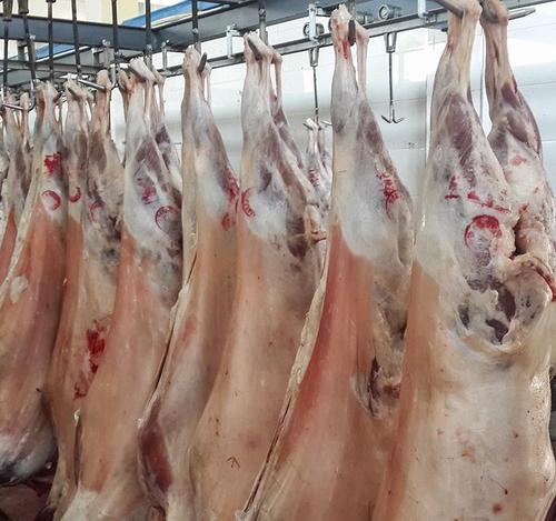 山羊羯子整只羊火锅新鲜陕北横山白山羊肉批发单位福利