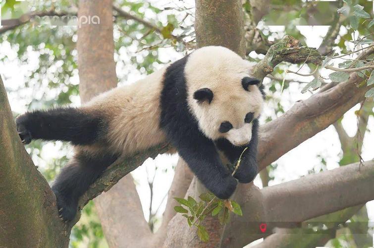 大熊猫绩笑 拍摄于成都大熊猫繁育研究地