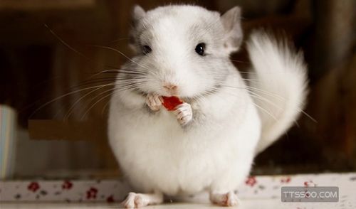 其实龙猫是一种老鼠