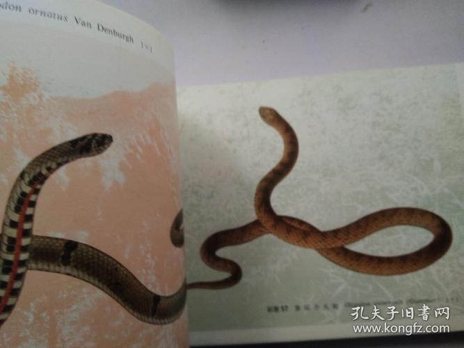 中国蛇类图谱