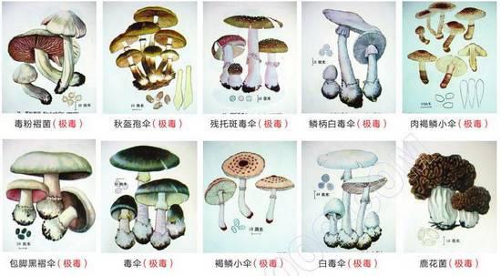 谨防毒蘑菇有毒植物中毒