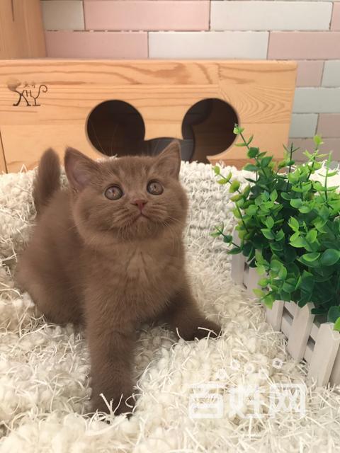 【图】- 咖啡色英短 - 沈阳铁西卫工猫猫 - 沈阳百姓网