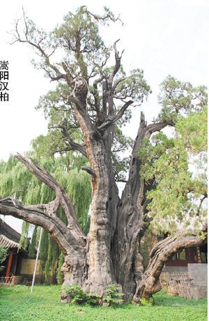 《嵩阳汉柏图》