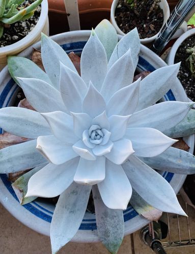 多肉植物系列之二,仙女杯.