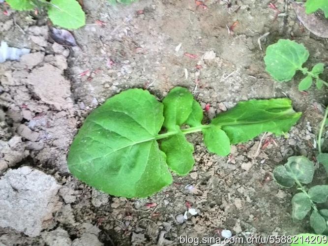 10.28          诸葛菜的幼苗.