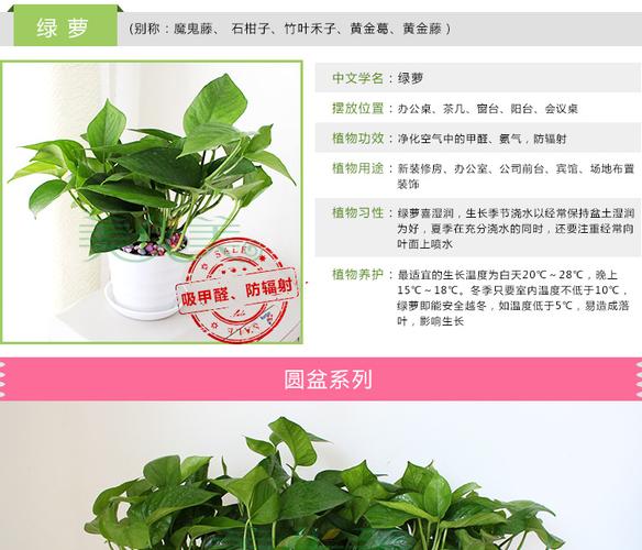 批发水培绿萝吊兰盆栽包邮装修房绿植花卉室内办公室吸甲醇防辐射