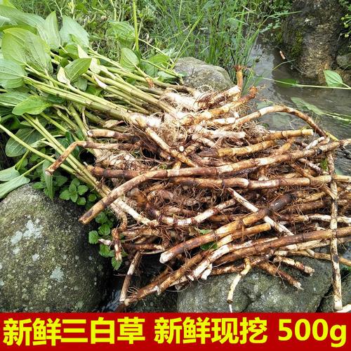 粤北百草园的优惠券大全—新鲜三白草根现挖白莲藕水.