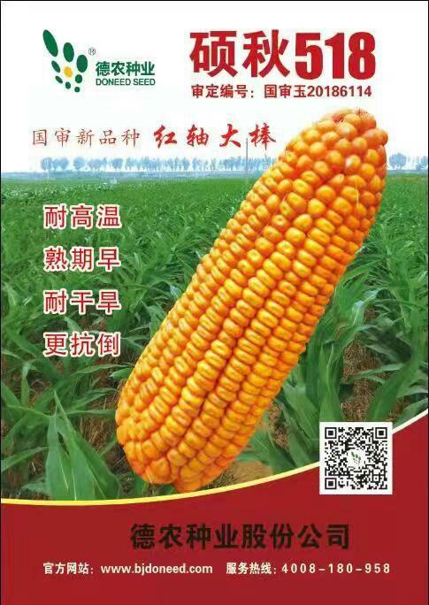 7天,幼苗叶鞘紫色,雄穗分枝12.