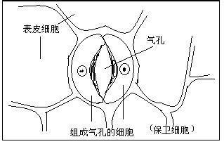 植物叶气孔的结构怎么画