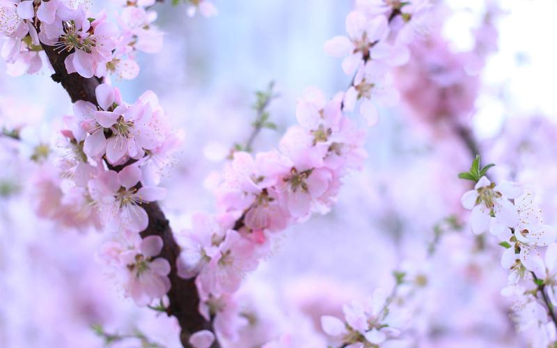 唯美烂漫桃花壁纸图片