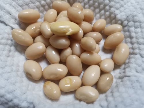 豆子泡在水里的变化