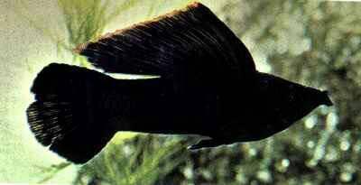 请问哪条黑玛丽是母的呀?急急