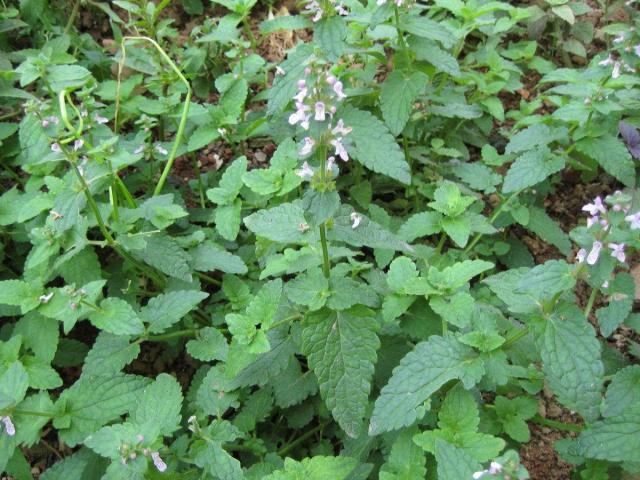 因为南北地区的差异,所以地蚕在各地的叫法有所不同,土虫草