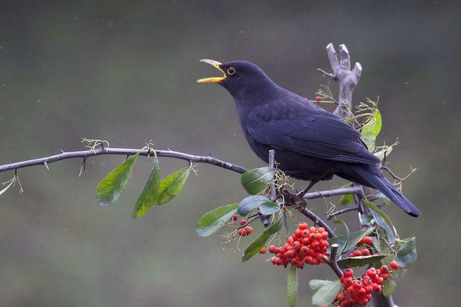 成年乌鸫吃什么饲料?乌鸫换羽吗