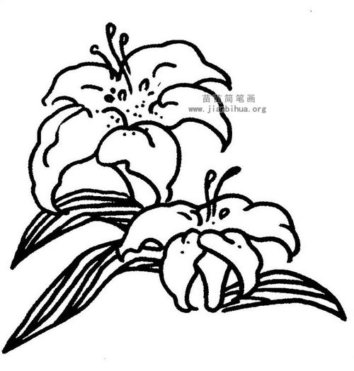 百合花简笔画图解与资料