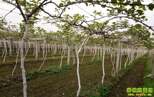 春季猕猴桃树管理技术要点